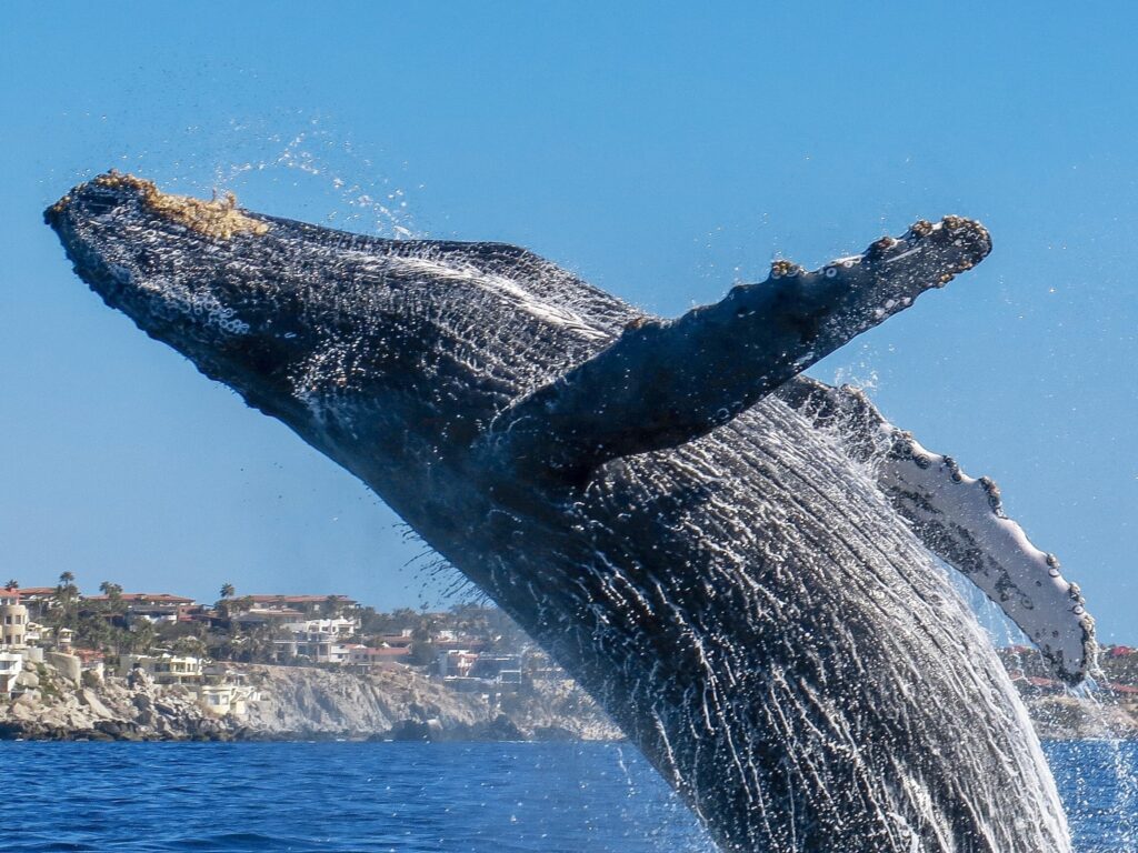 humback whale breaching the water in the Pacific Ocean close to Cabo, Mexico